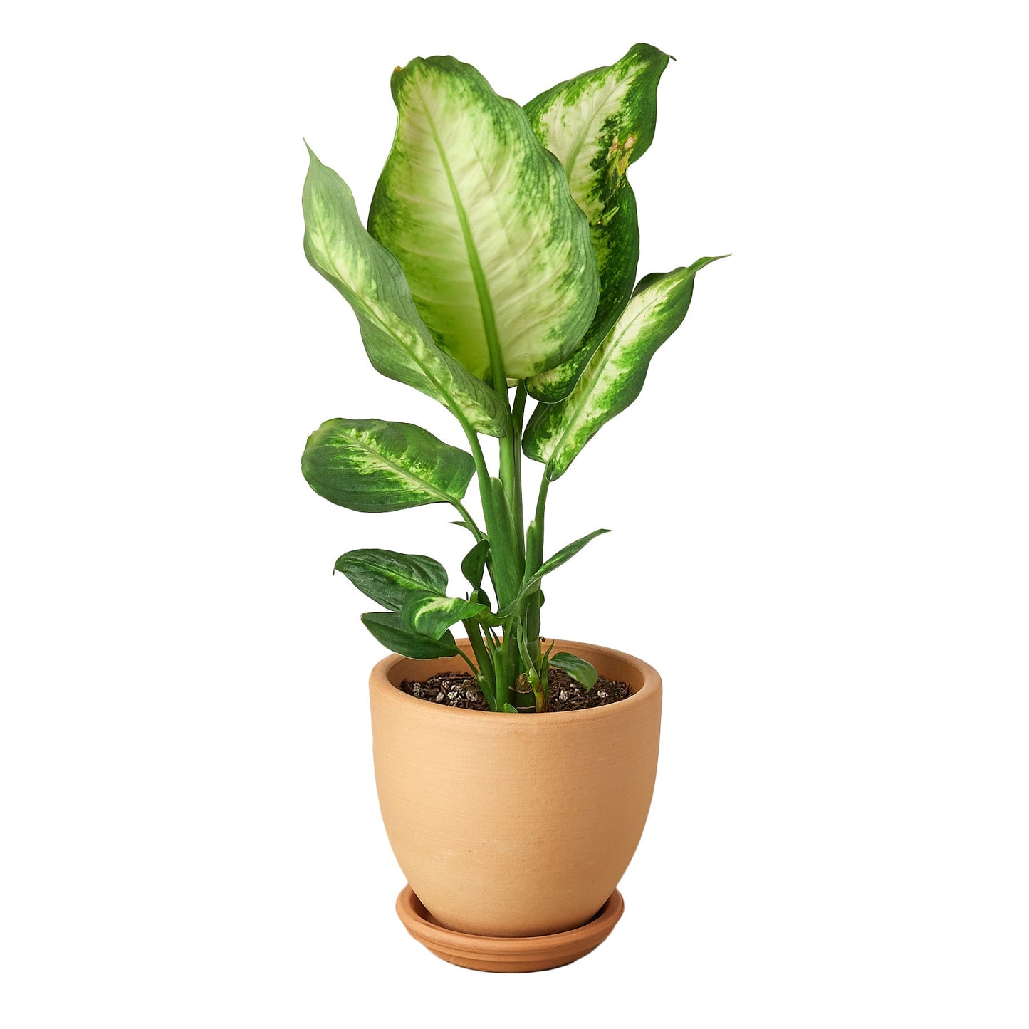 Dieffenbachia Camille