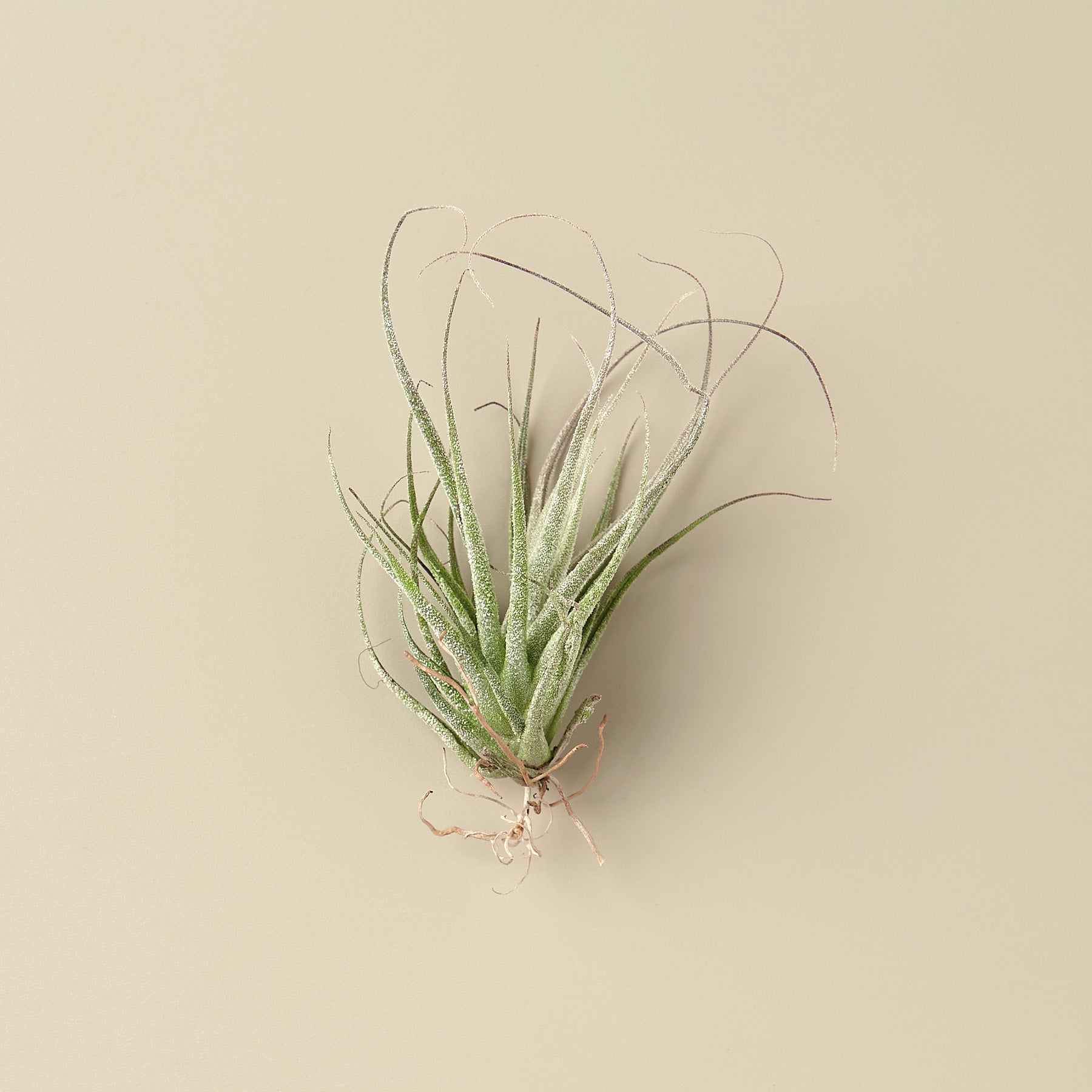 Tillandsia Ehlersiana Air Plants - 2 Inch - House Plant Shop