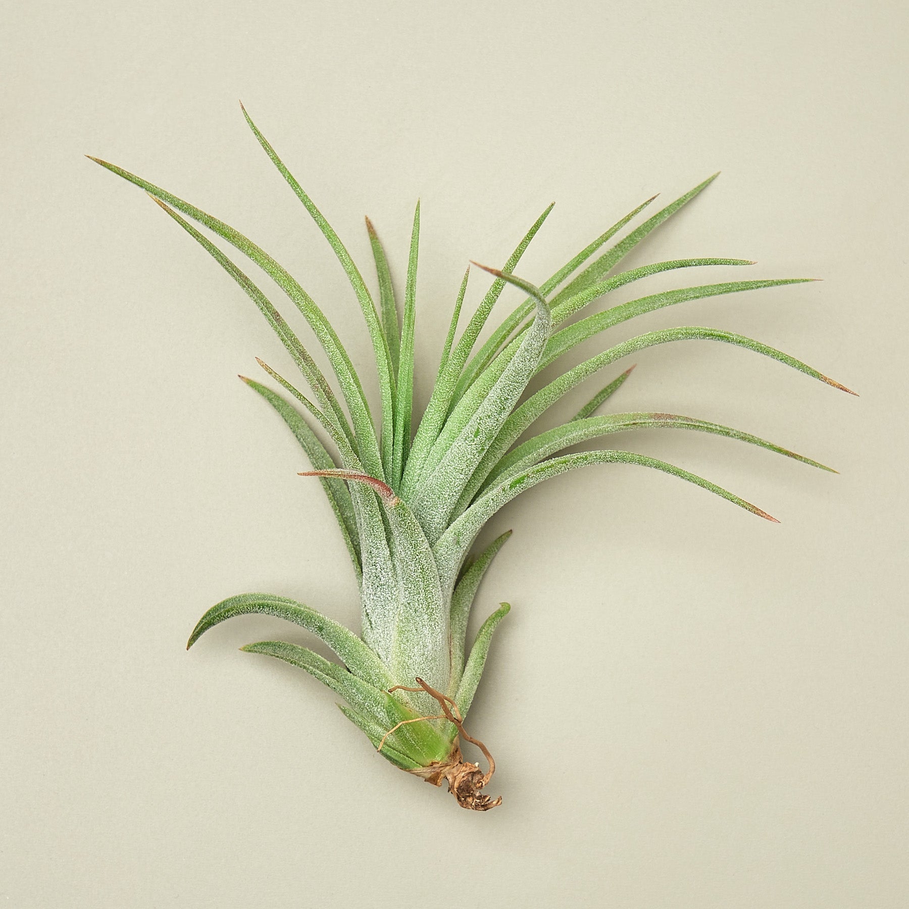 Tillandsia Air Plant Gardneri - House Plant Shop