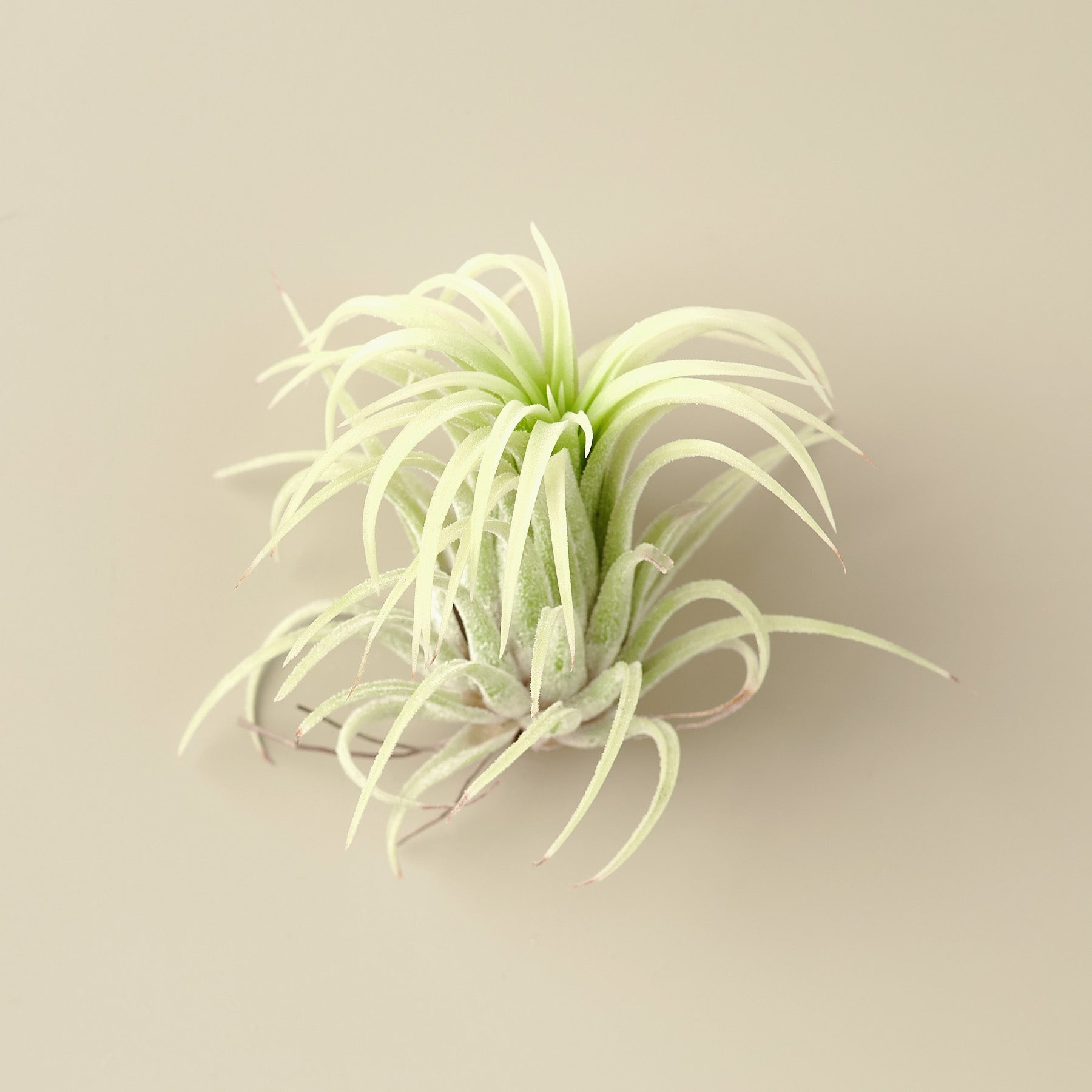 Tillandsia Ionantha 'Mexico' Air Plants - 2 Inch - House Plant Shop