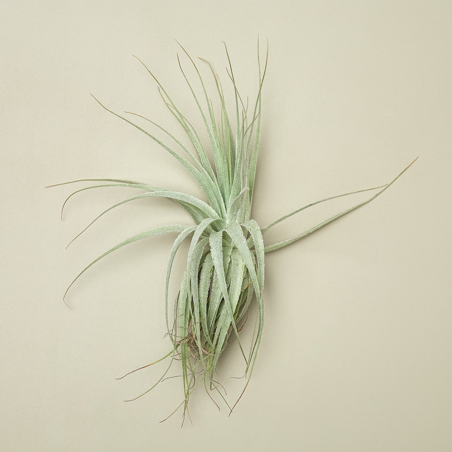 Tillandsia Air Plant Victoriana - House Plant Shop