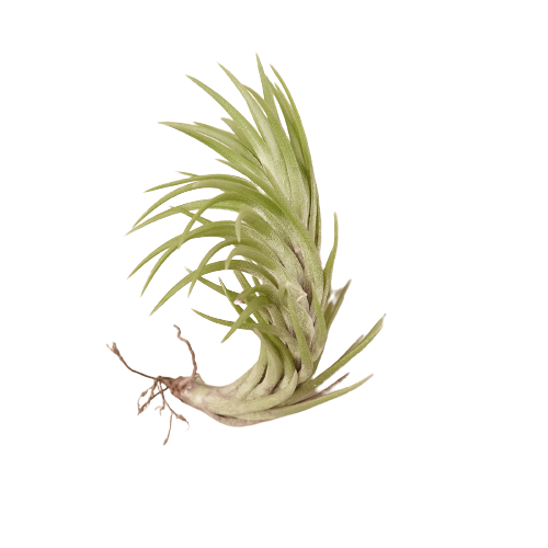 Tillandsia Air Plant Araujei