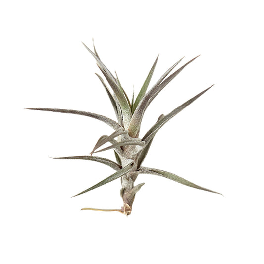 Tillandsia Air Plant Jonesii