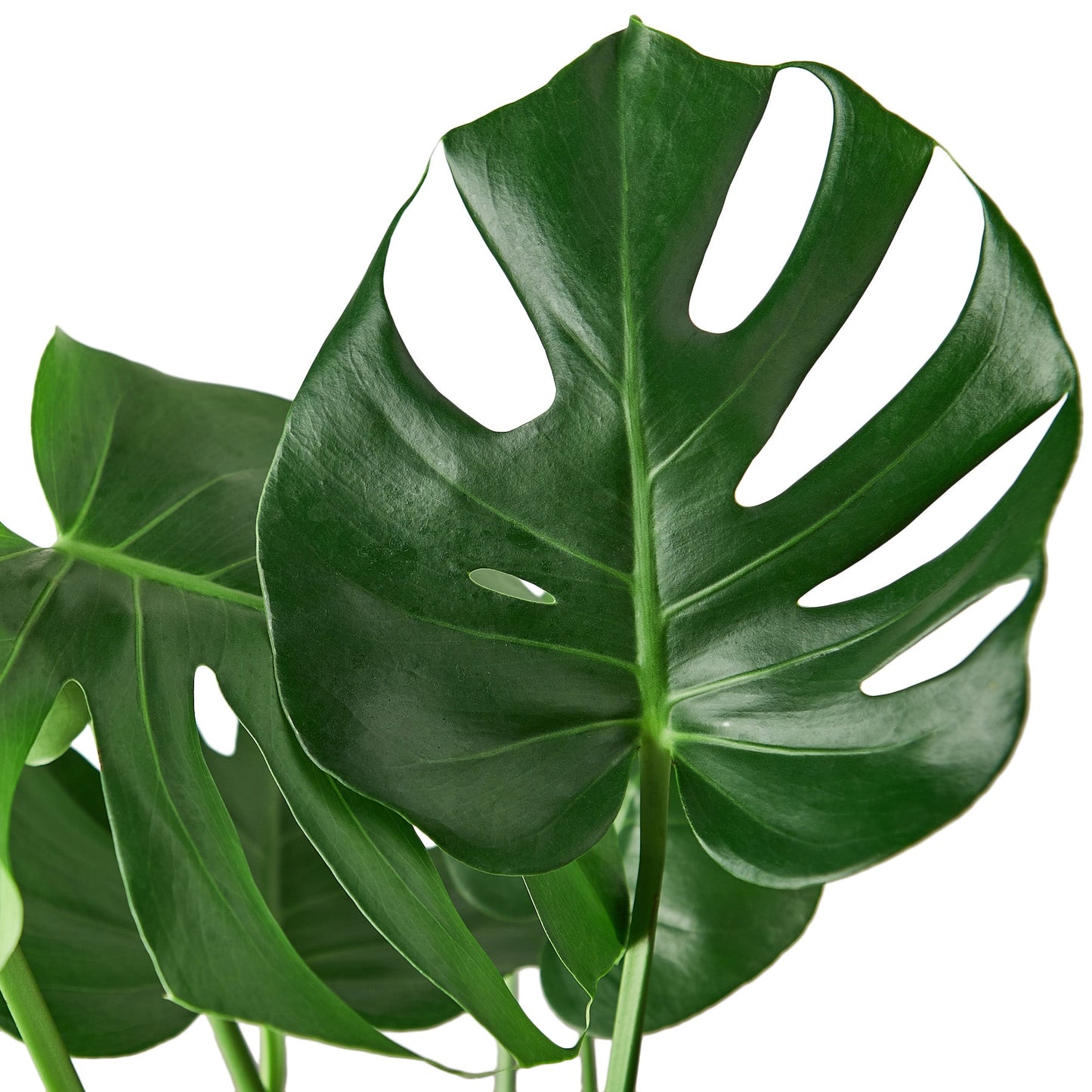 Philodendron ‘Monstera' - 10" Pot