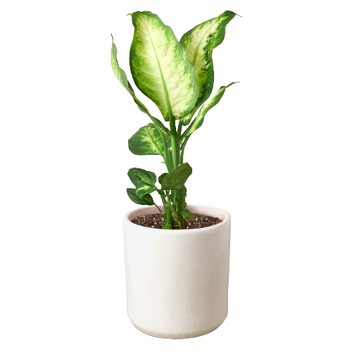 Dieffenbachia Camille