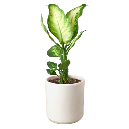 Dieffenbachia Camille