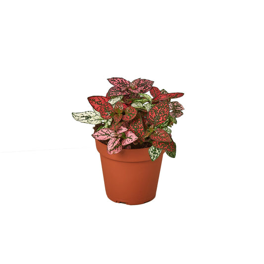 Hypoestes 'Polka Dot' - 4" Pot