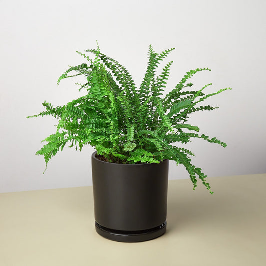 Pre-Potted Ferns Gift Arrangement