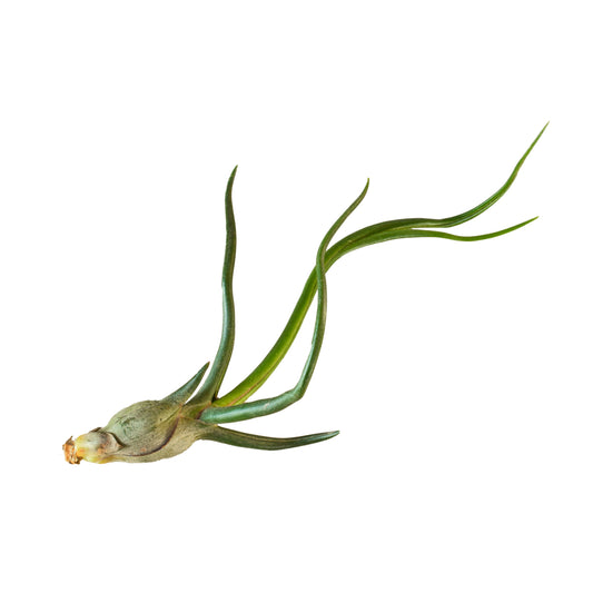 Tillandsia Air Plant Bulbosa