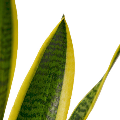 Snake Plant Laurentii - 4" Pot - NURSERY POT ONLY