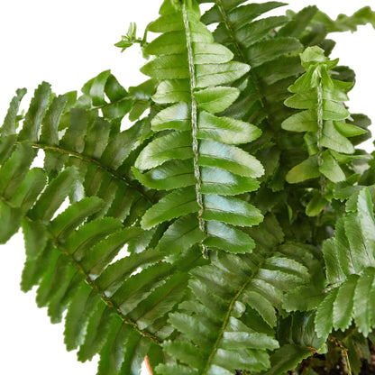 Jester's Crown Fern