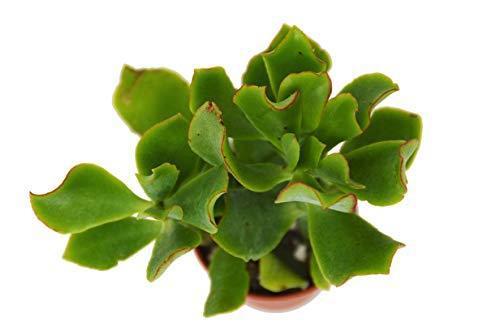 Crassula Arborescens Undulatifolia 'Ripple Jade' Succulent