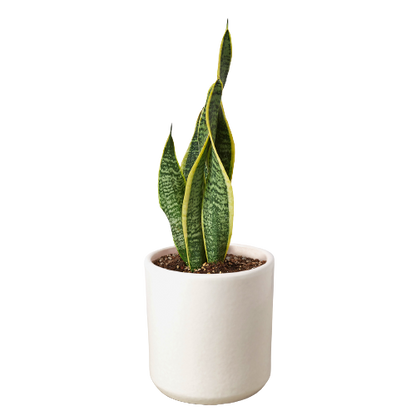 Snake Plant Laurentii