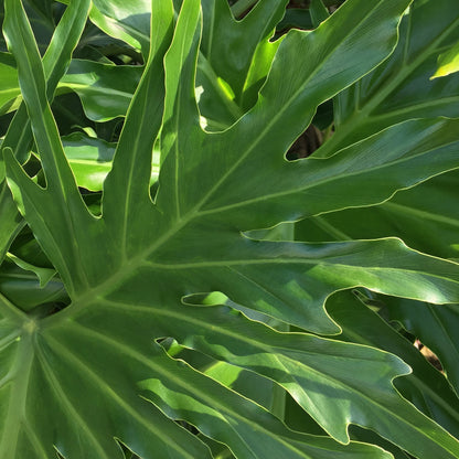 Philodendron ‘Lickety Split'