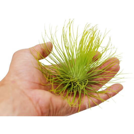 Tillandsia Air Plant Andreana - Large